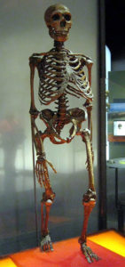282px-Neanderthalensis