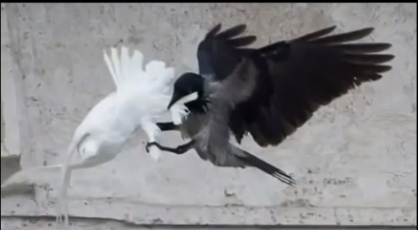 Apocalypse Pope Francis s peace doves attacked by birds at Vatican YouTube